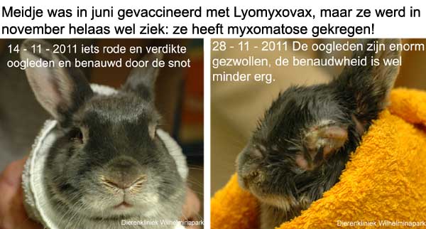 myxomatose infectie bij een konijn half november terwijl deze in juni gevaccineerd is met lyomyxovax!